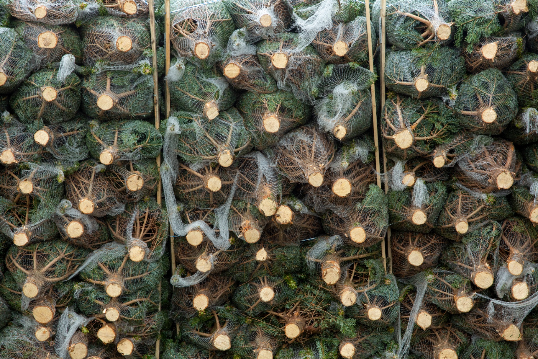Verse kerstbomen ingenet en klaar voor levering