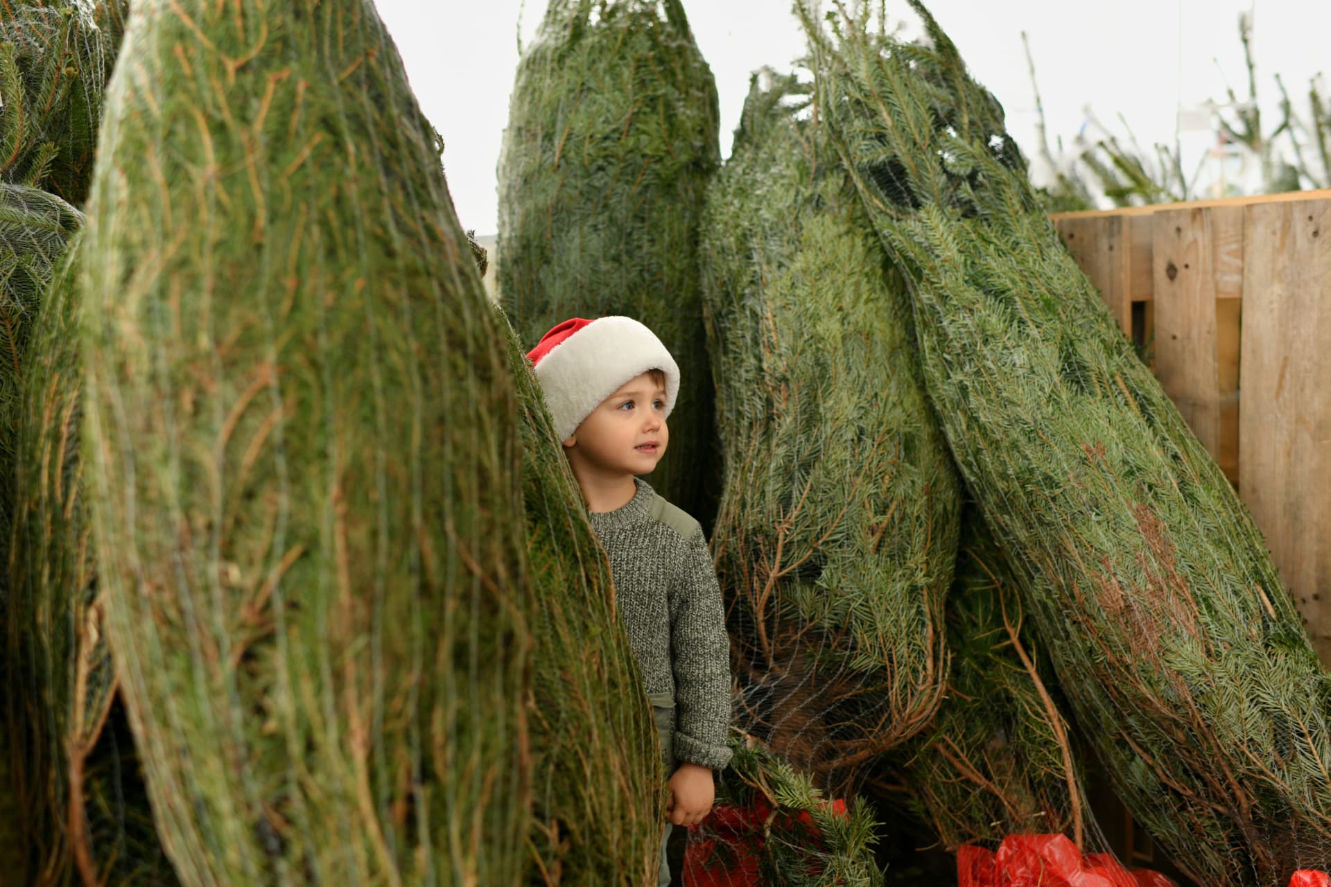 Kind tussen de kerstbomen