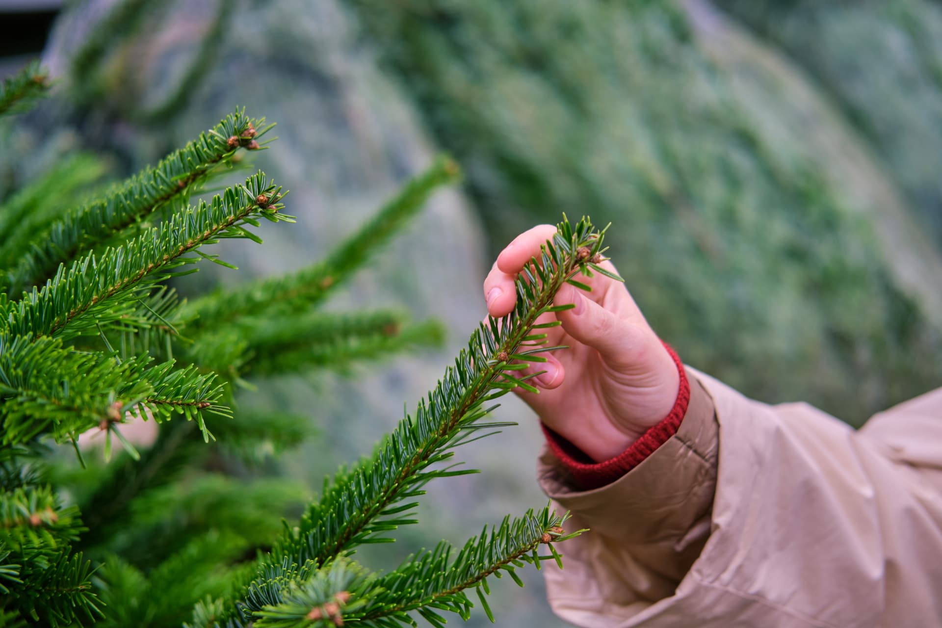 Hand aan een kerstboomtak