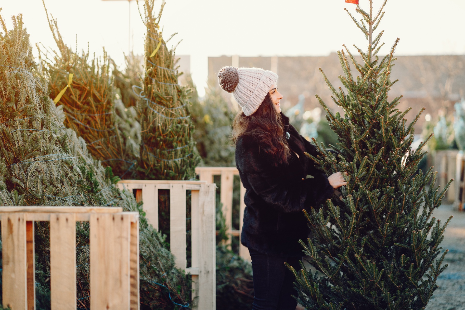 Klant kiest een verse kerstboom uit