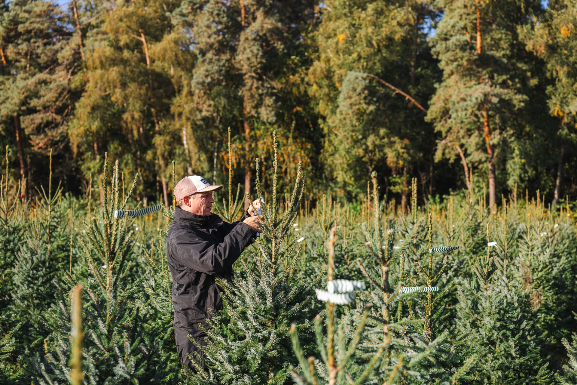 Kweker controleert de kerstbomen op het veld